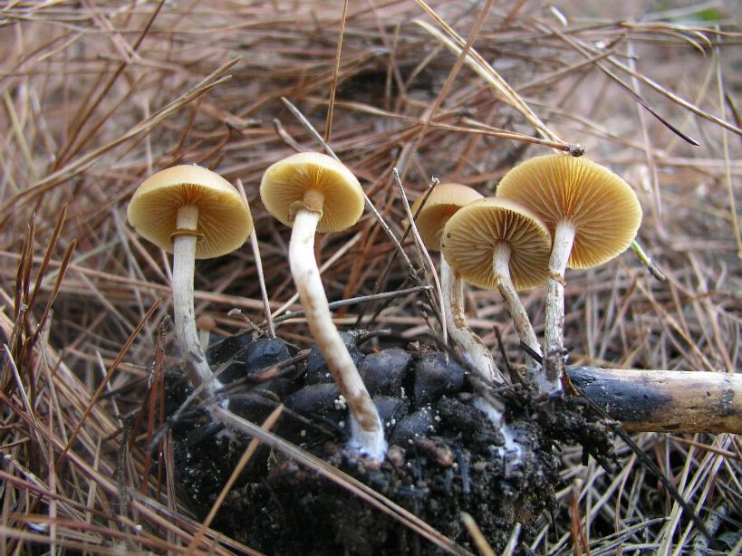Galerina marginata???